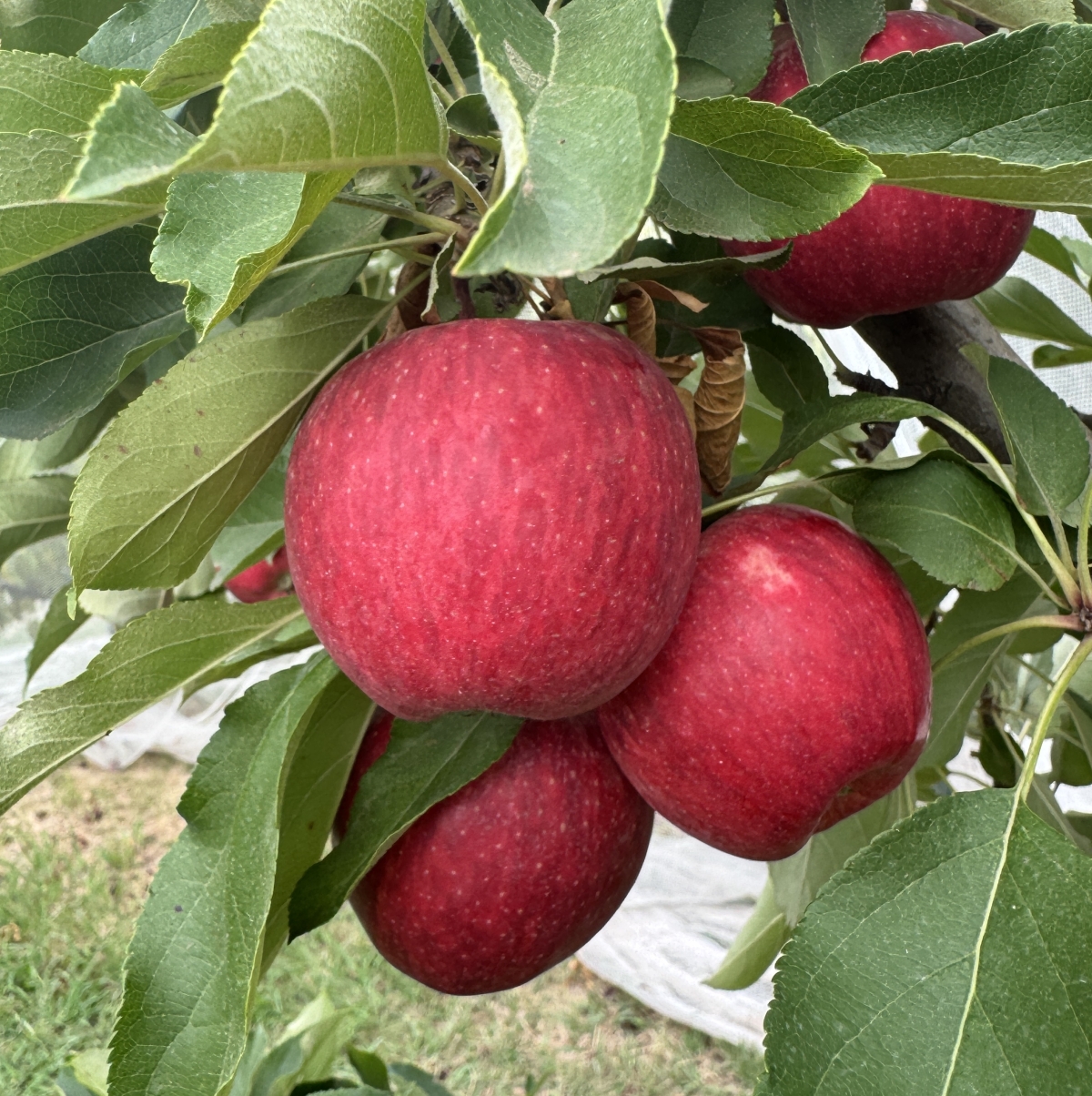 Red apples growing on the tree at Payne’s Orchards in Bacchus Marsh
