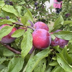 Ripe plums growing on the tree at Payne’s Orchards in Bacchus Marsh