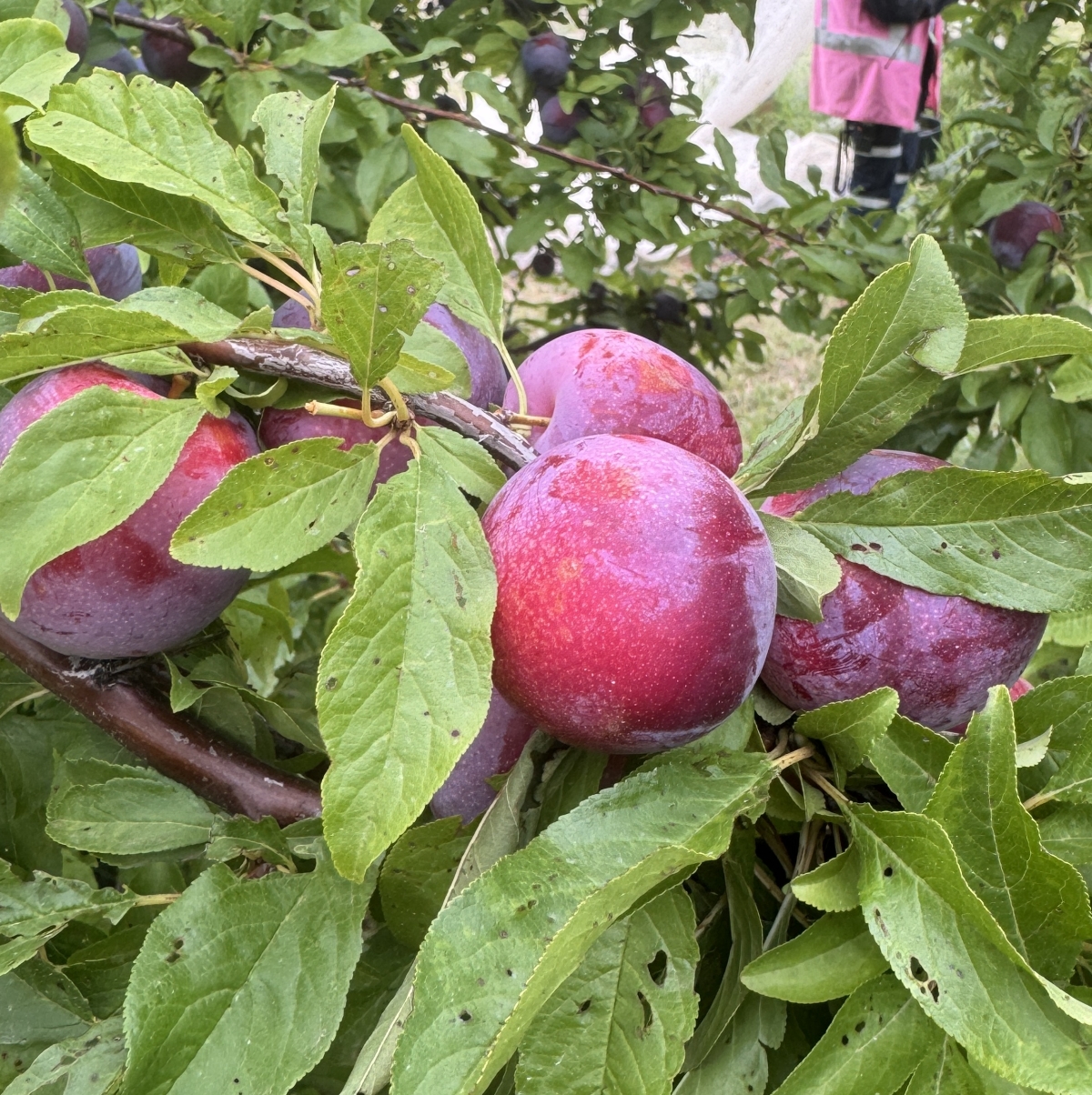 Ripe plums growing on the tree at Payne’s Orchards in Bacchus Marsh